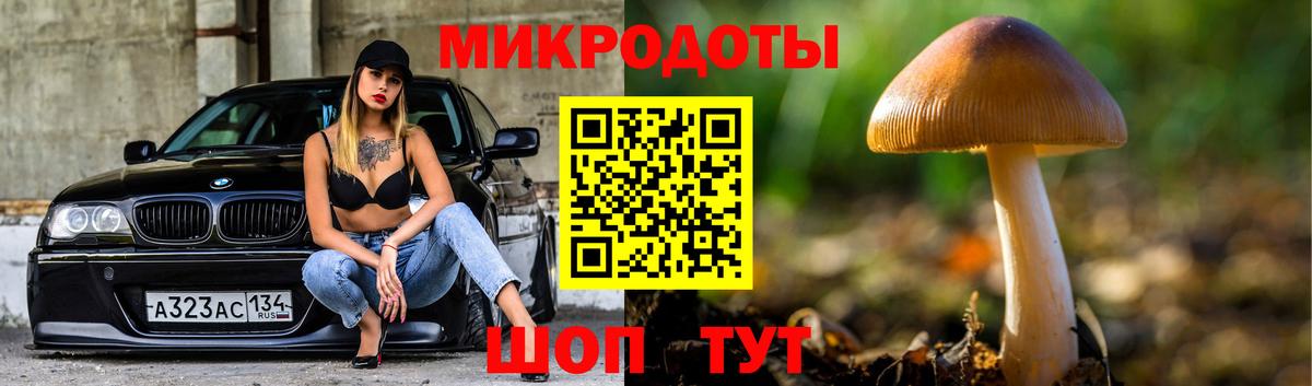 Псилоцибиновые грибы Psilocybine cubensis Новоалександровск